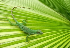 Purple Anole photo 1