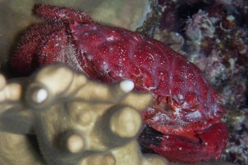 Etisus splendidus