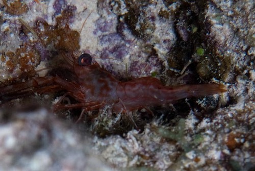 Cinetorhynchus reticulatus