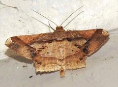 Krananda latimarginaria