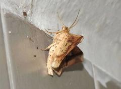 Krananda latimarginaria