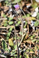 Stilpnopappus cearensis