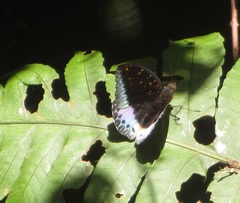 Lexias