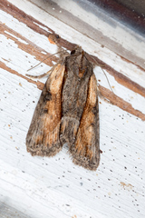 Bryophila raptricula