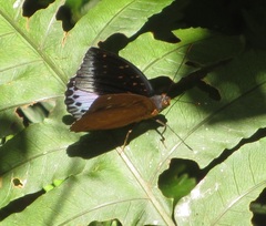Lexias