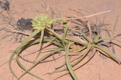 Cyperus crassipes