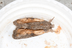Bryophila raptricula