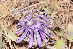 Passiflora subrotunda