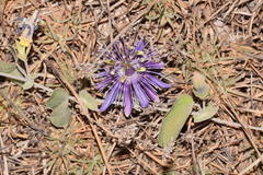 Passiflora subrotunda
