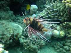 Pterois cincta