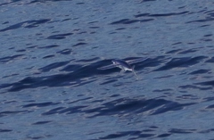 Exocoetidae