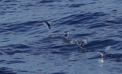 Exocoetidae