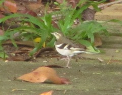 Dendronanthus indicus