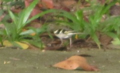 Dendronanthus indicus