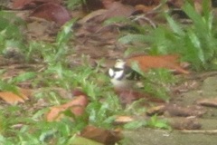 Dendronanthus indicus