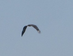 Haliaeetus ichthyaetus