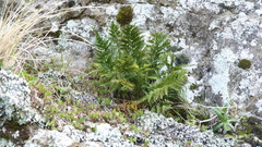 Asplenium appendiculatum