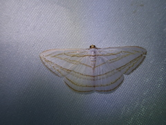 Orthocabera sericea