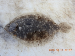 Pseudorhombus jenynsii