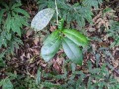Brush Bloodwood (Baloghia inophylla)