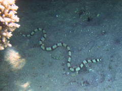 Myrichthys colubrinus