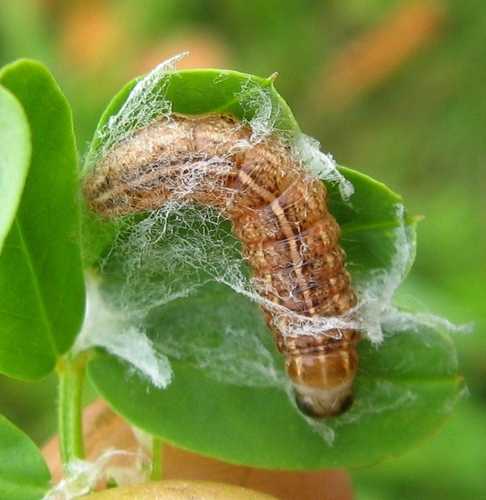 Corn Earworm Moth, photo 6 of 7