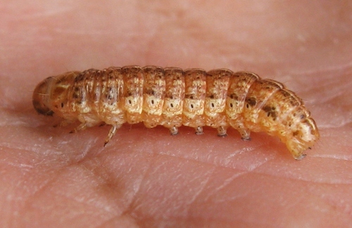 Corn Earworm Moth, photo 5 of 7