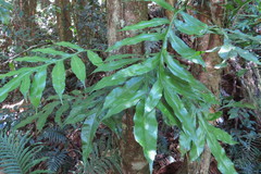 Dendroconche ampla
