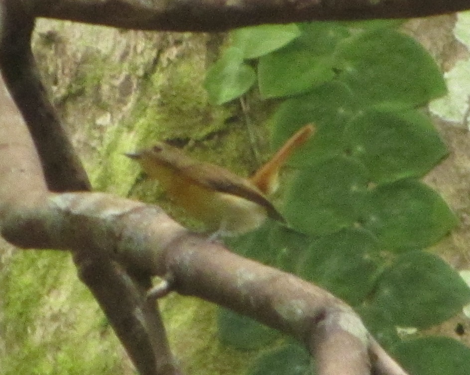 Bornean Blue Flycatcher
