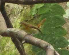 Bornean Blue Flycatcher photo 1