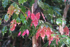 Syzygium unipunctatum