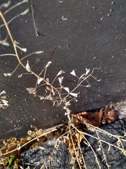 Capsella bursa-pastoris