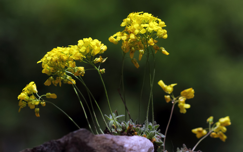 Draba haradjianii
