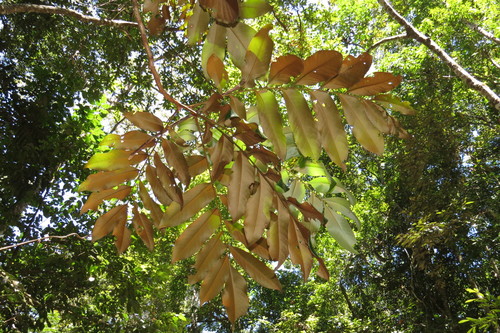 Opisthiolepis heterophylla observed 2018-10-11