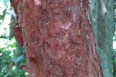 Syzygium papyraceum