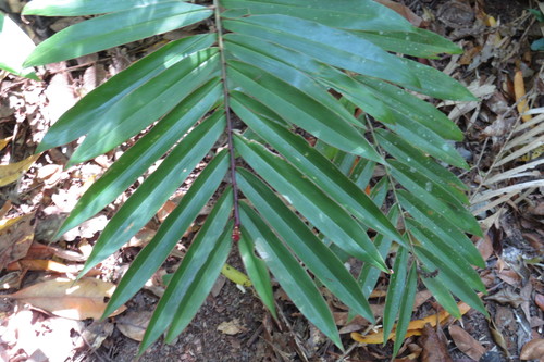 Image of Alpinia modesta by (c) coenobita, some rights reserved (CC BY)