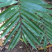 Alpinia modesta - Photo (c) coenobita, algunos derechos reservados (CC BY), subido por coenobita