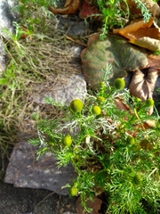 Matricaria discoidea