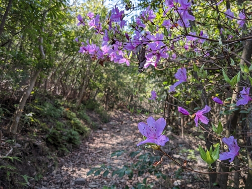 Rhododendron lagopus iNat (3)