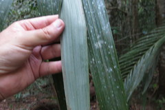 Archontophoenix maxima