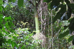 Archontophoenix maxima