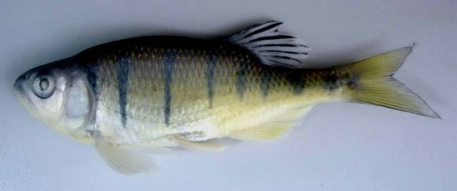 Opsarius