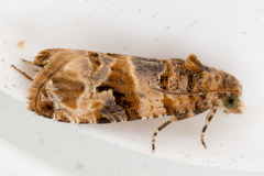 Lobesia botrana