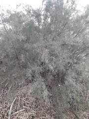 Tamarix jordanis