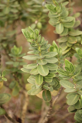 wild cotton