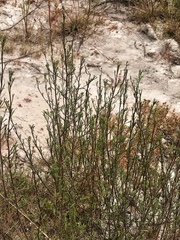 Marasmodes trifida