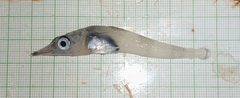 Spiny Icefish photo 2