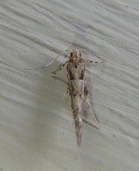 Pyroderces