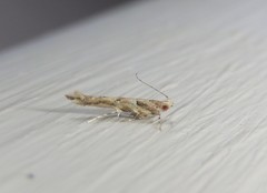 Pyroderces