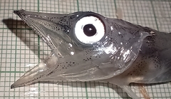 Spiny Icefish photo 1
